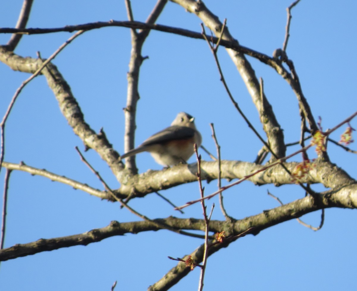 Американская гренадерка - ML427286111