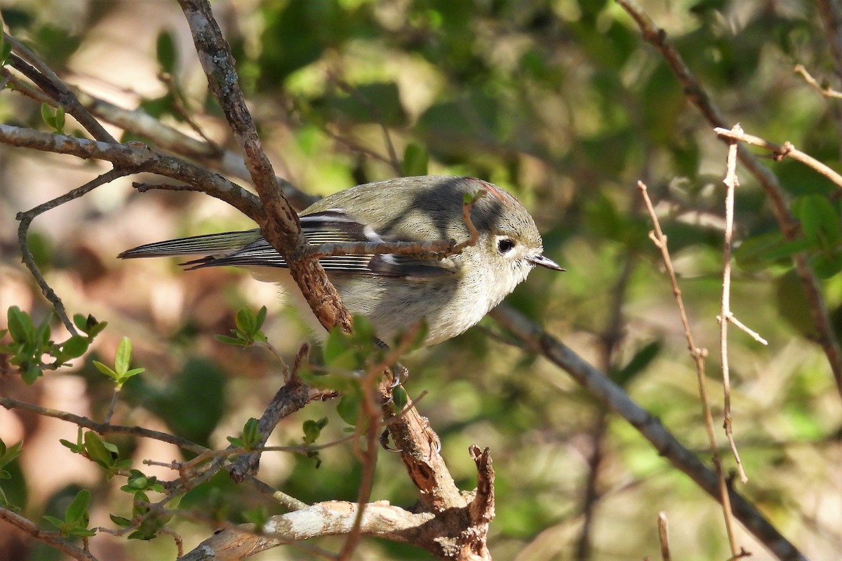 Ruby-crowned Kinglet - ML427286371