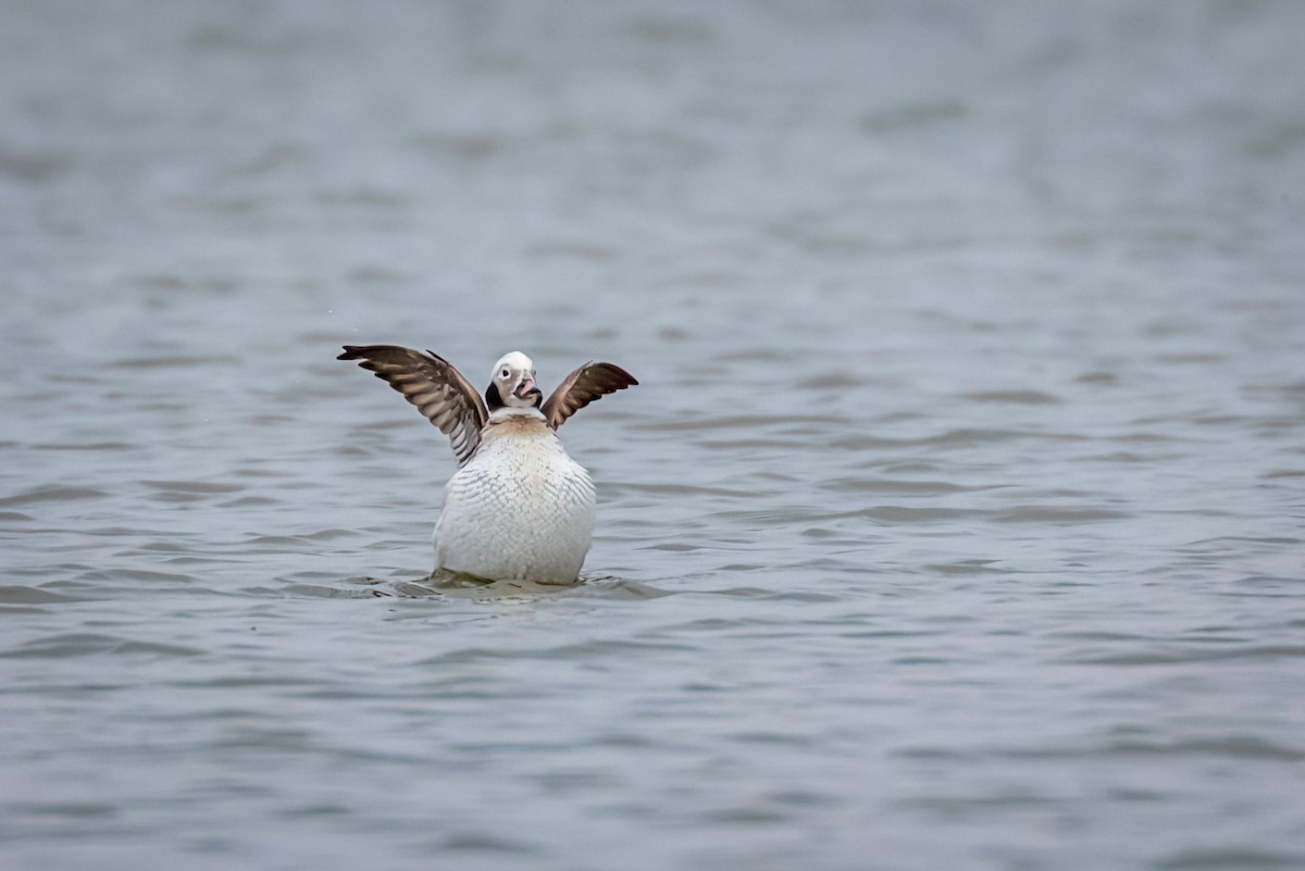 Long-tailed Duck - ML427286431