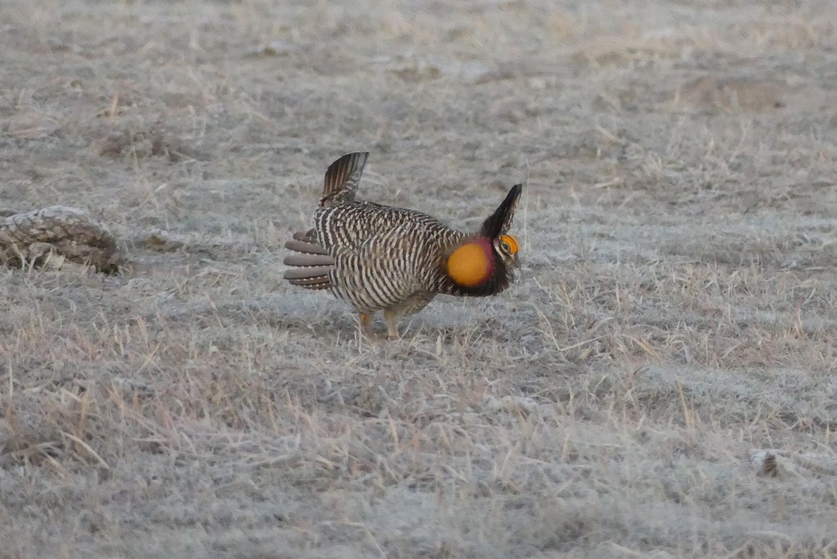 Greater Prairie-Chicken - ML427287131