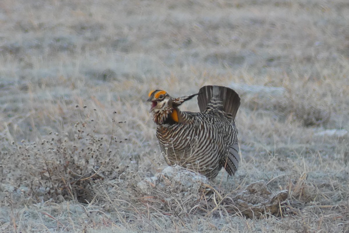 Tétras des prairies - ML427287911