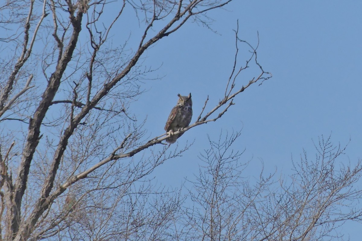 Great Horned Owl - karen o'hearn