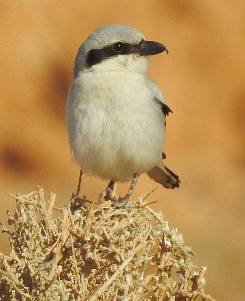 Great Gray Shrike - ML427289221