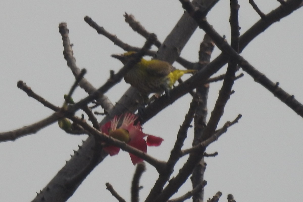 Indian Golden Oriole - ML427290601