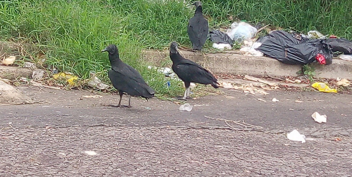 Black Vulture - ML427291381