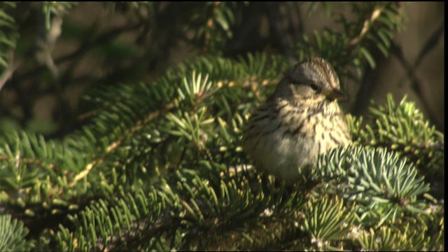 Lincoln's Sparrow - ML427292