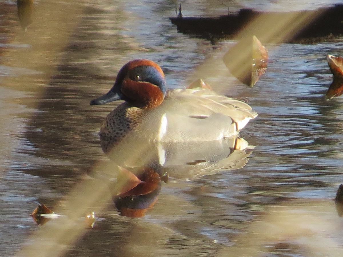 Green-winged Teal - ML427292491