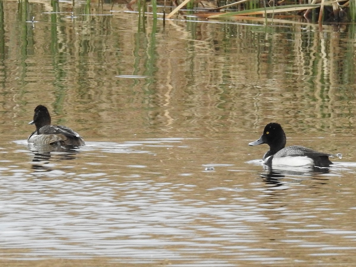 Lesser Scaup - ML427294201