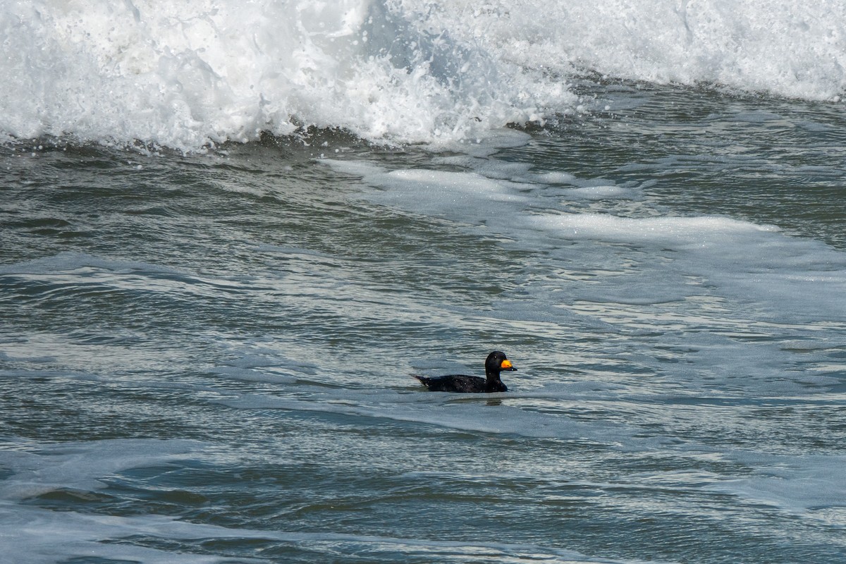 amerikasvartand - ML427295601