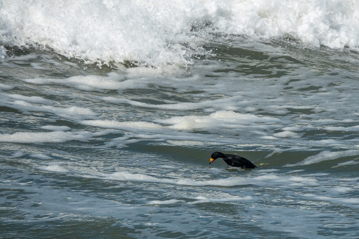 amerikasvartand - ML427296071