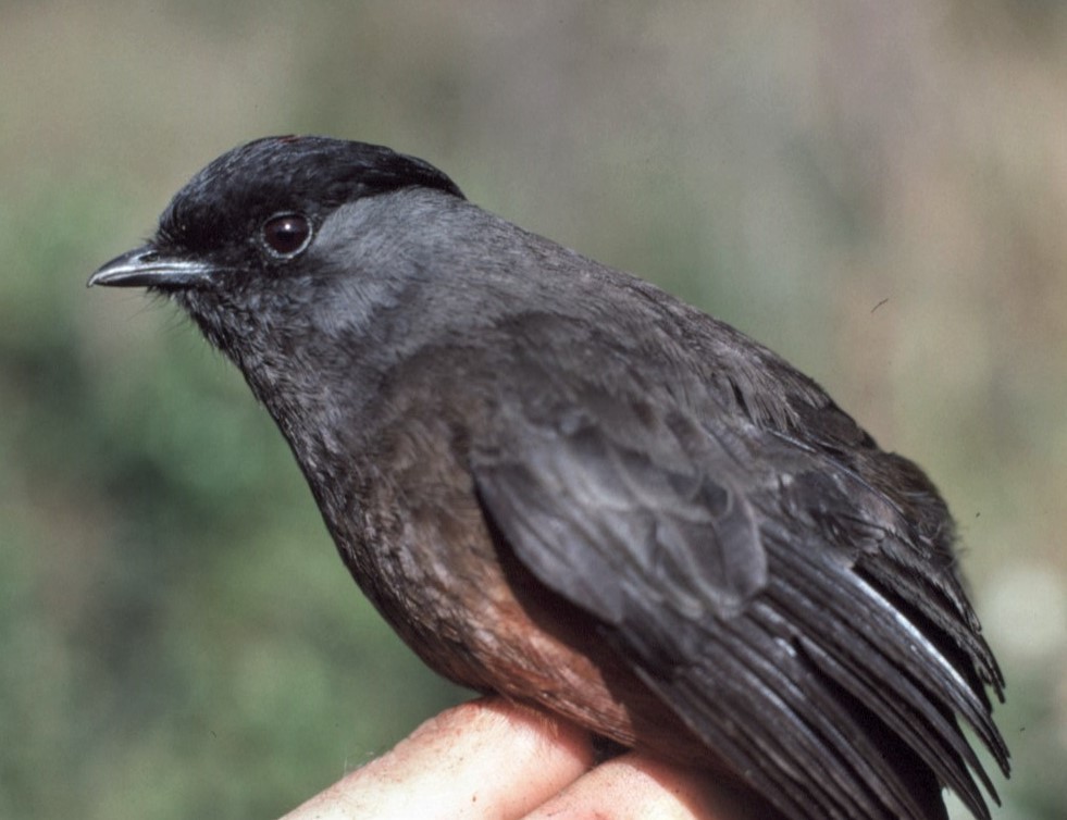 Chestnut-bellied Cotinga - ML427296521