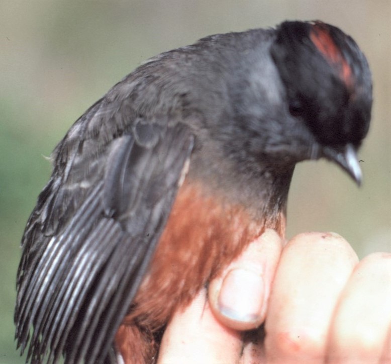 Chestnut-bellied Cotinga - ML427296531