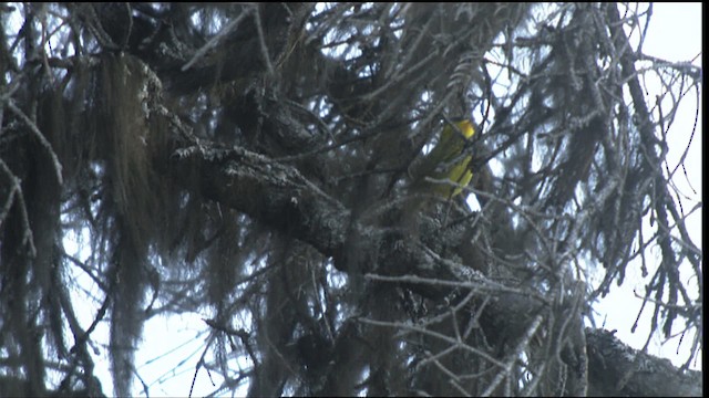 Wilson's Warbler - ML427298