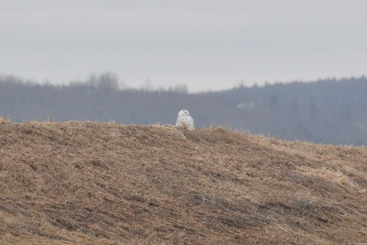 Snowy Owl - ML427299091