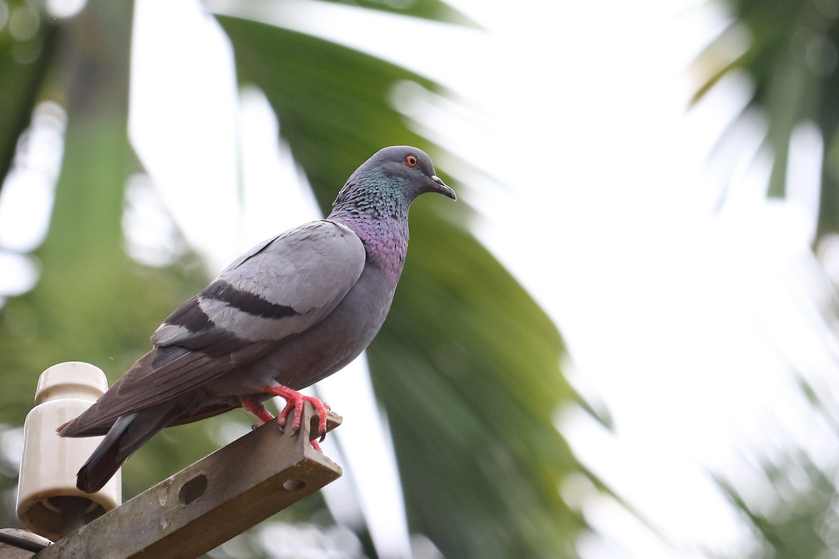 Rock Pigeon (Feral Pigeon) - ML427299571