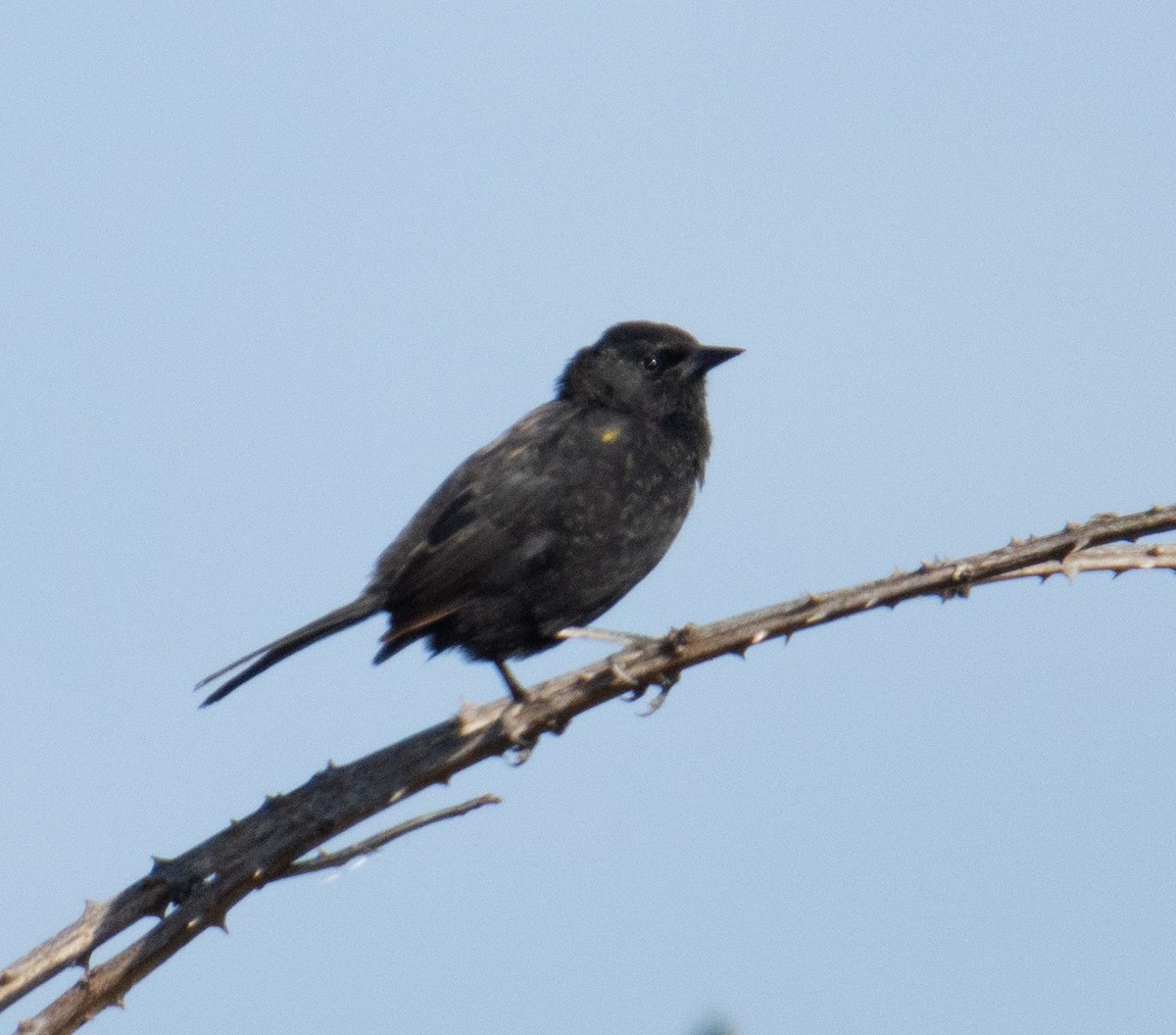 Yellow-winged Blackbird - ML427299581