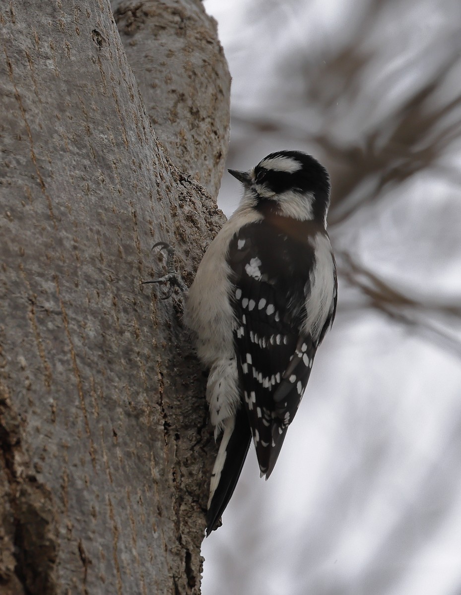 Downy Woodpecker - ML427300201