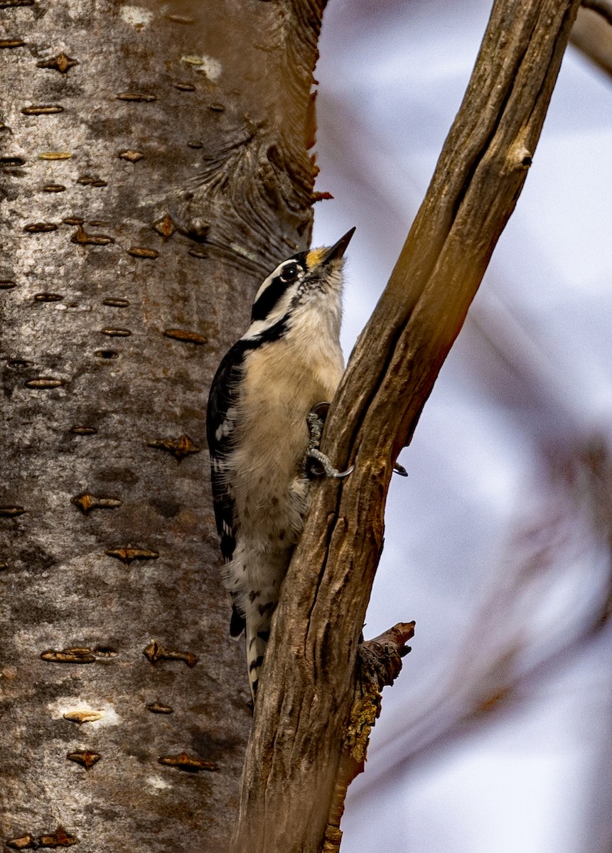 Downy Woodpecker - ML427300211