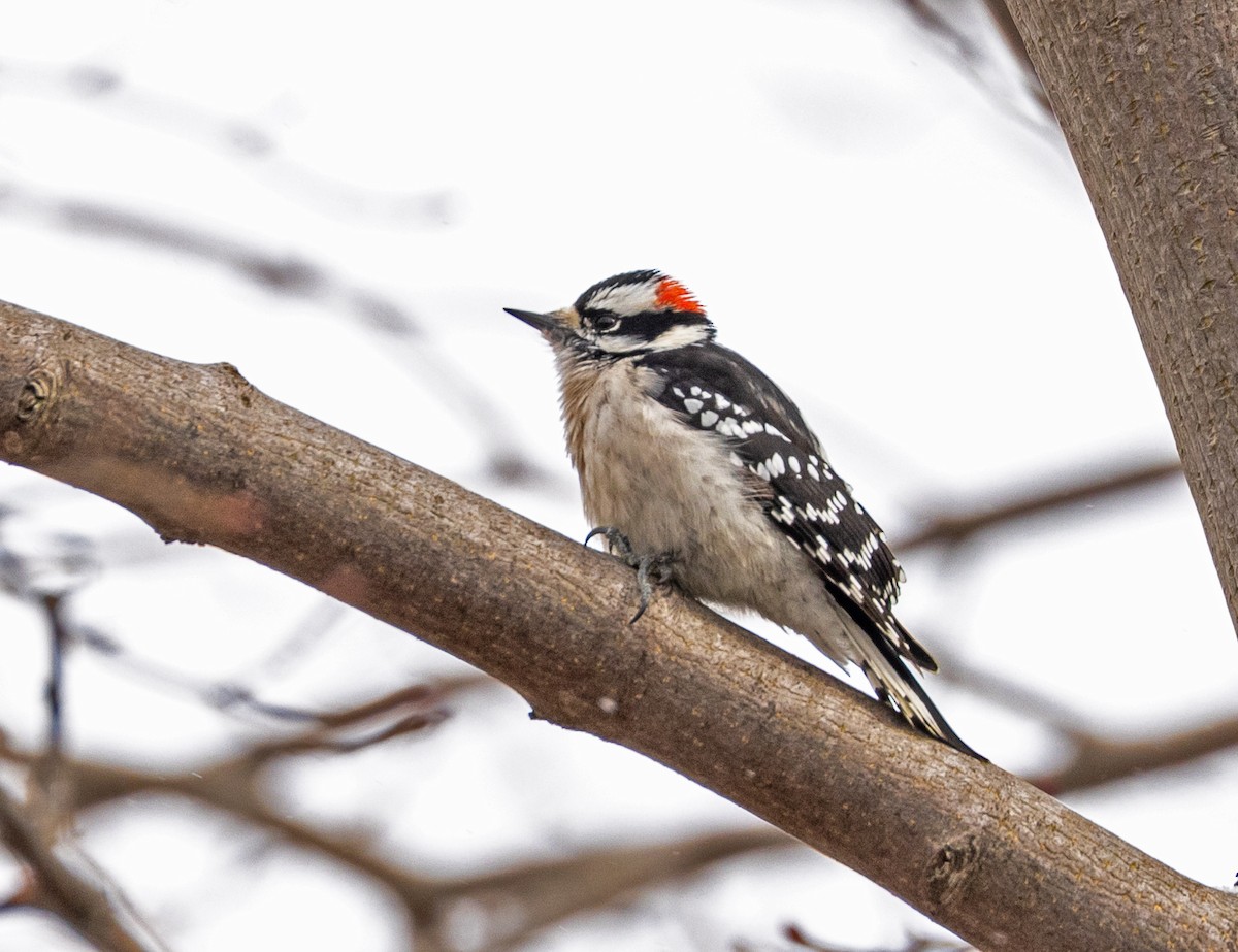 Downy Woodpecker - ML427300241