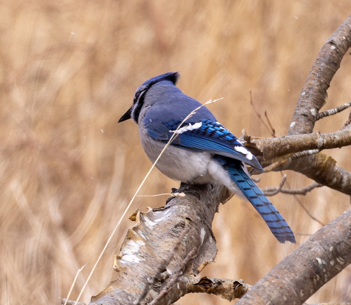 Blue Jay - ML427300261