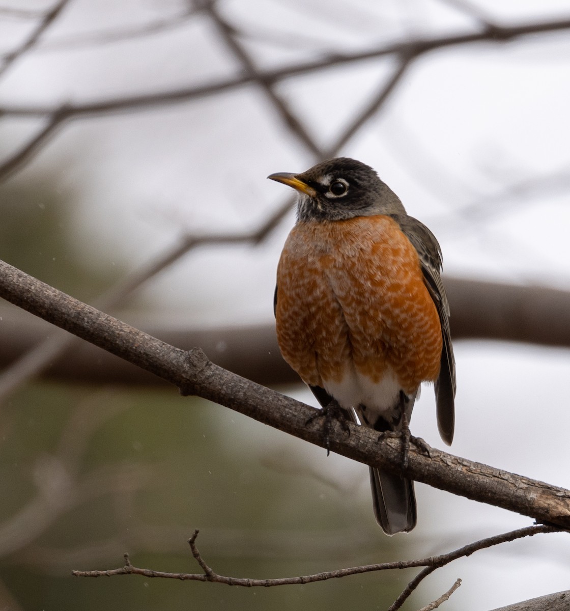 American Robin - ML427300341