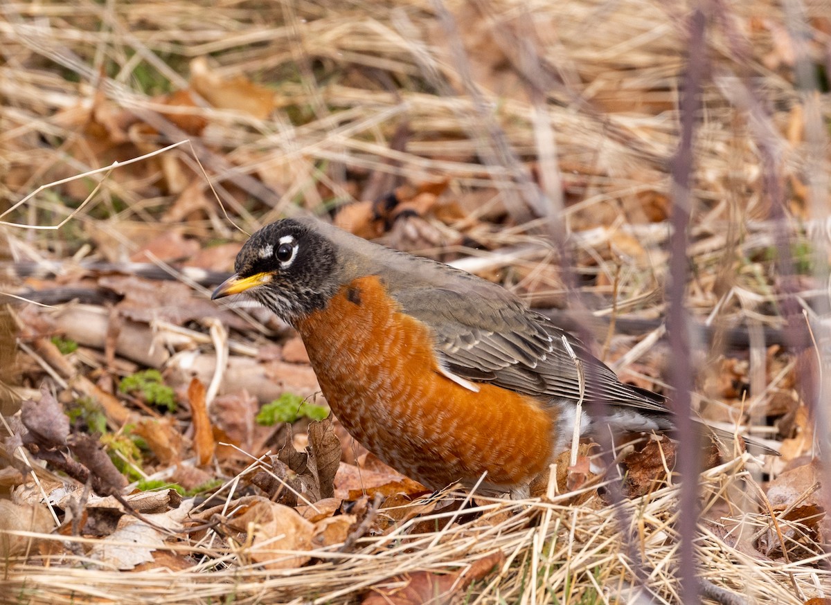 American Robin - ML427300351