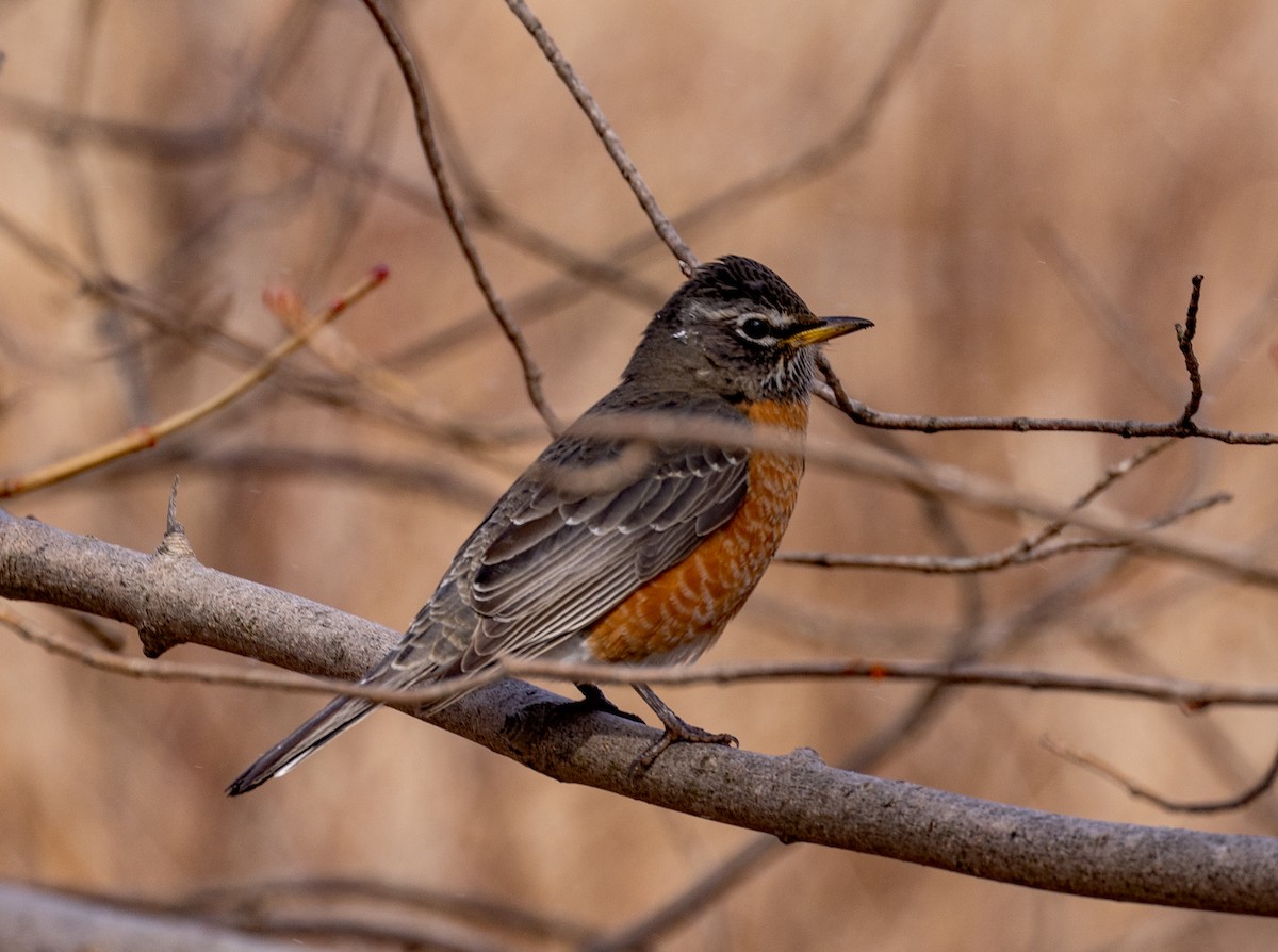 American Robin - ML427300361