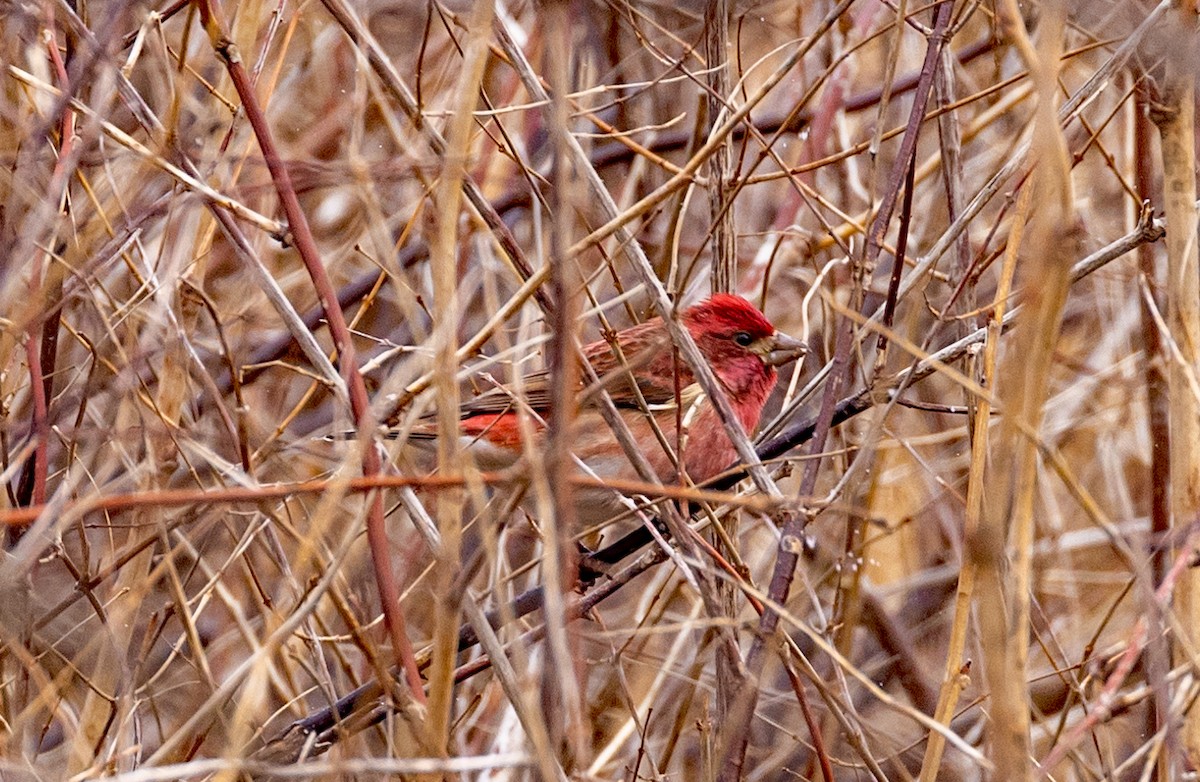 Purple Finch - ML427300481