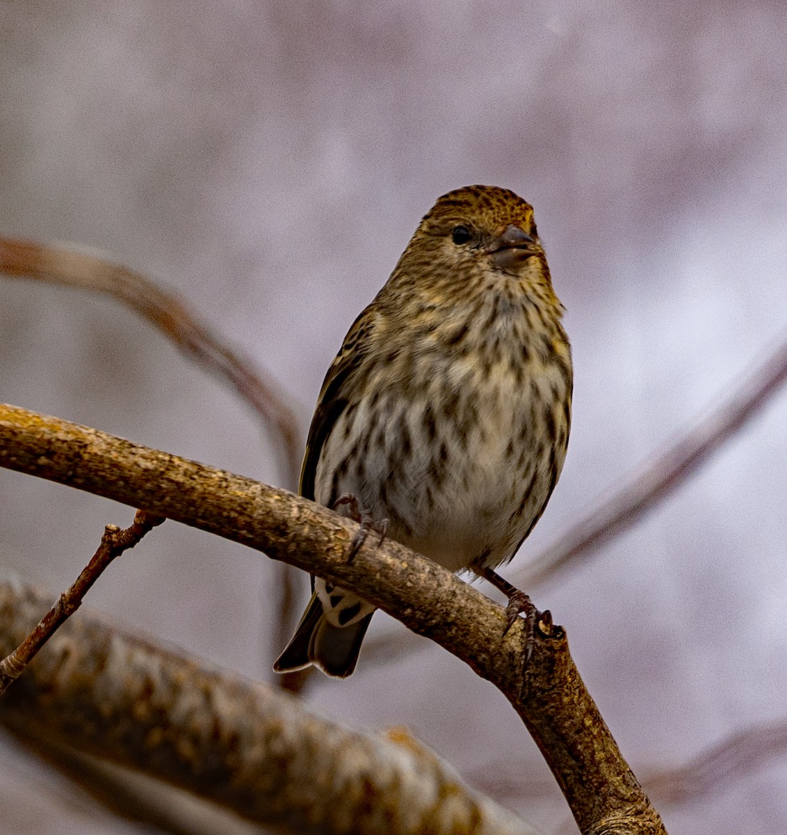 Pine Siskin - ML427300581