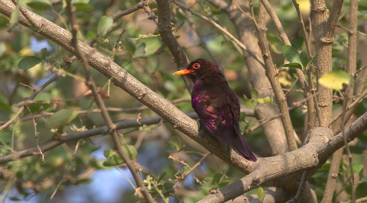 Violet Cuckoo - ML427300751