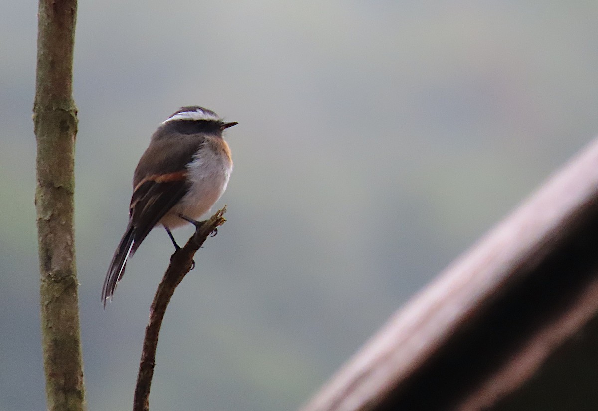 Rufous-breasted Chat-Tyrant - sylvain Uriot