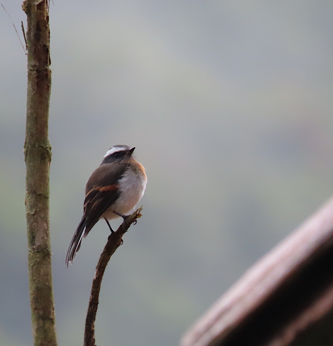 Rufous-breasted Chat-Tyrant - sylvain Uriot