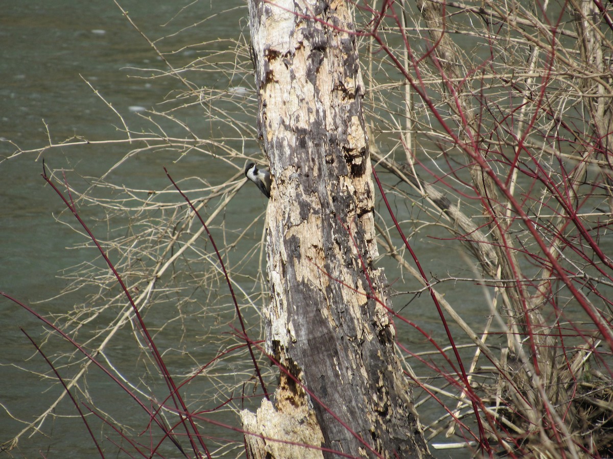 Black-capped Chickadee - ML427302291