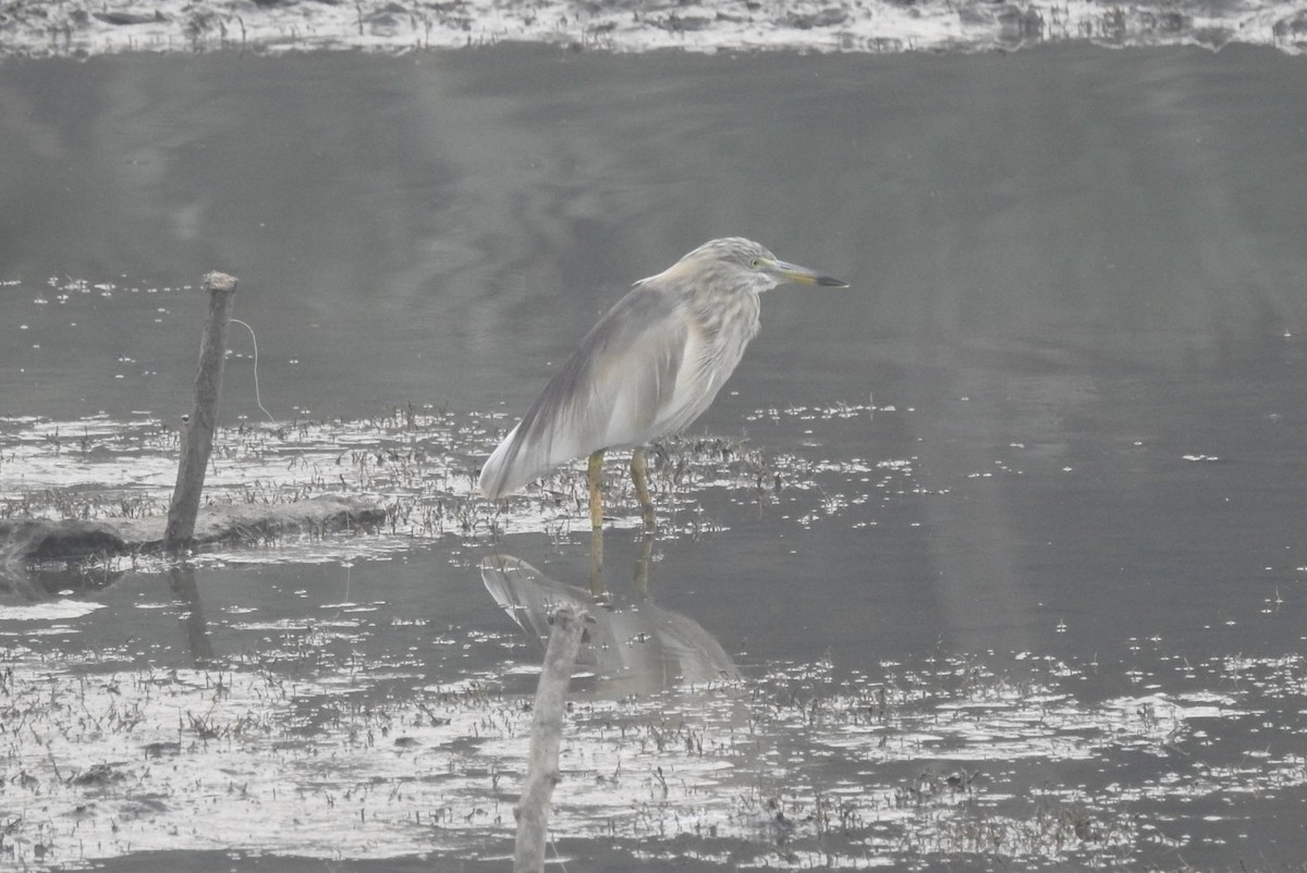 Indian Pond-Heron - ML427302531