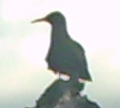 Brown Noddy - ML427303341