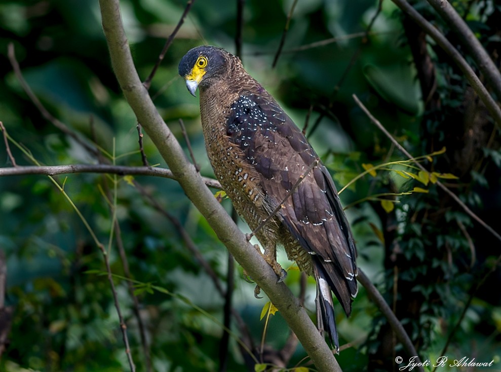 Crested Serpent-Eagle - ML427305831