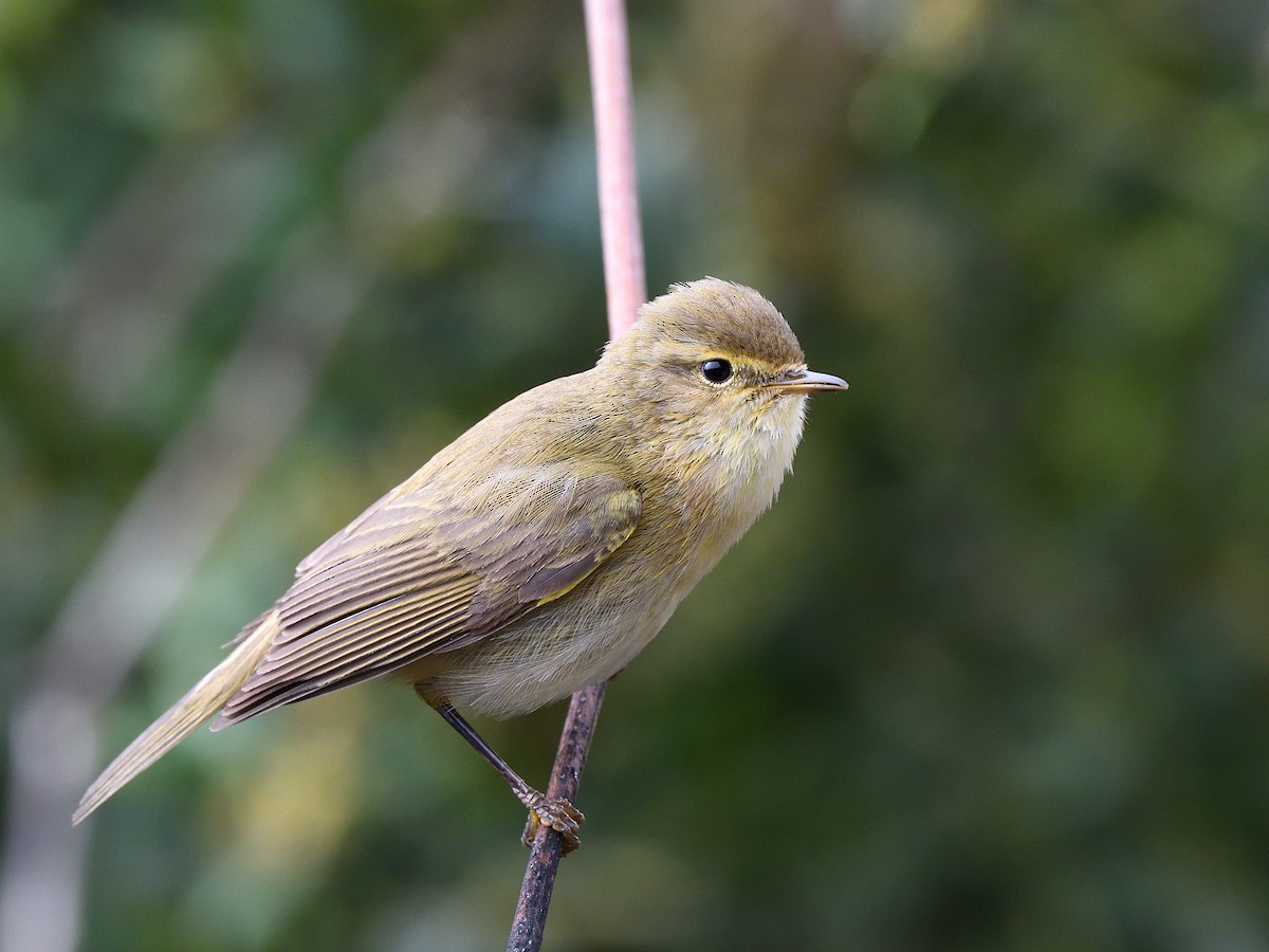 Iberian Chiffchaff - ML427305881