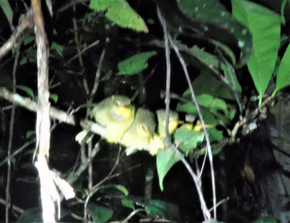 Spectacled Tetraka - ML427307591