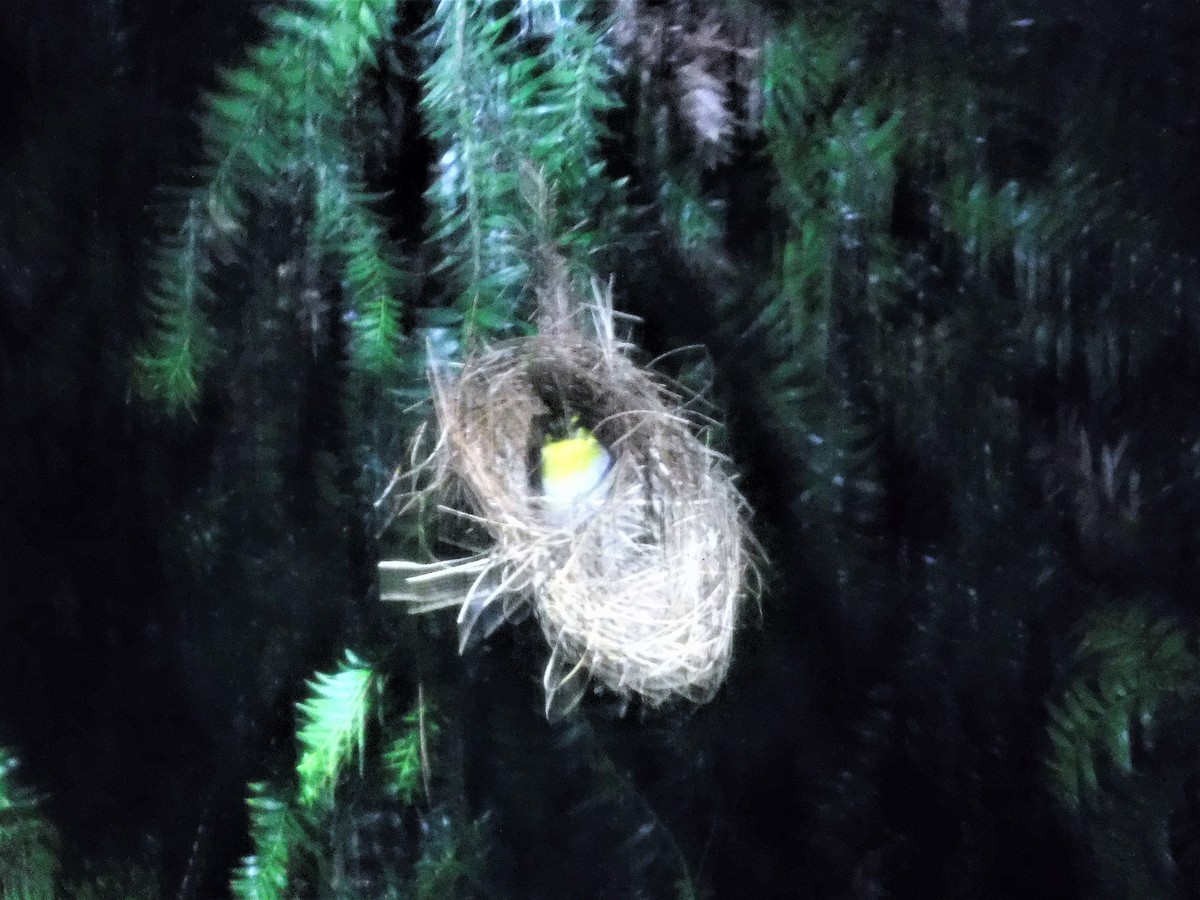 Nelicourvi Weaver - ML427307611