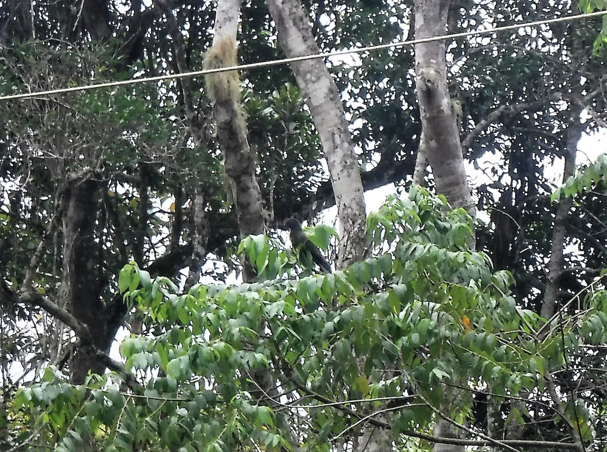 Lesser Vasa Parrot - ML427307741