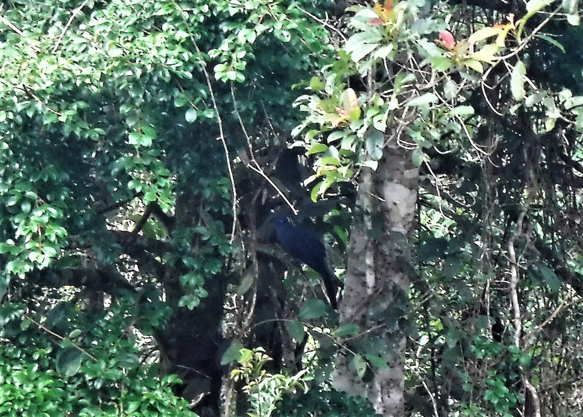 Blue Coua - ML427307931