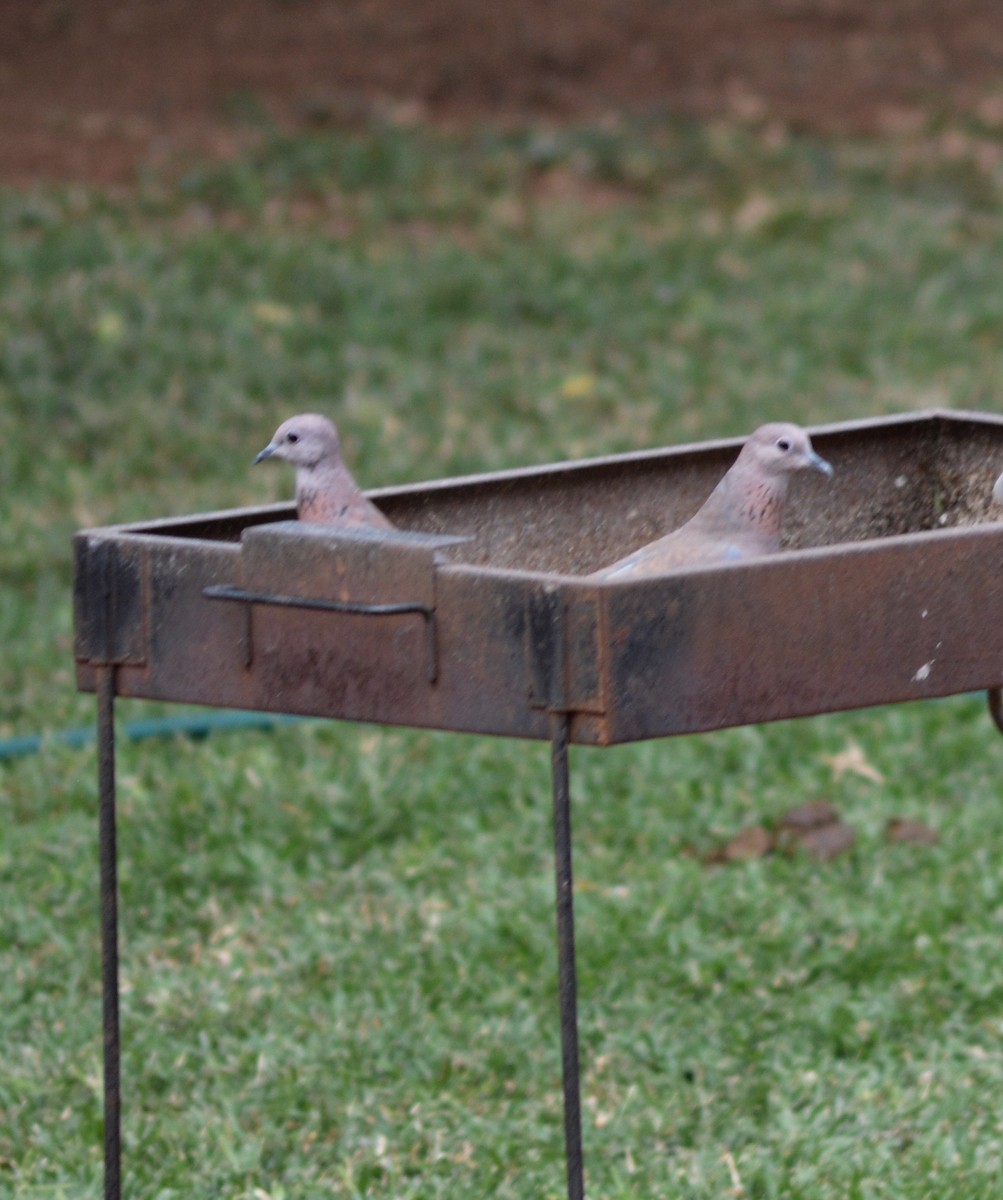 Laughing Dove - ML427307991