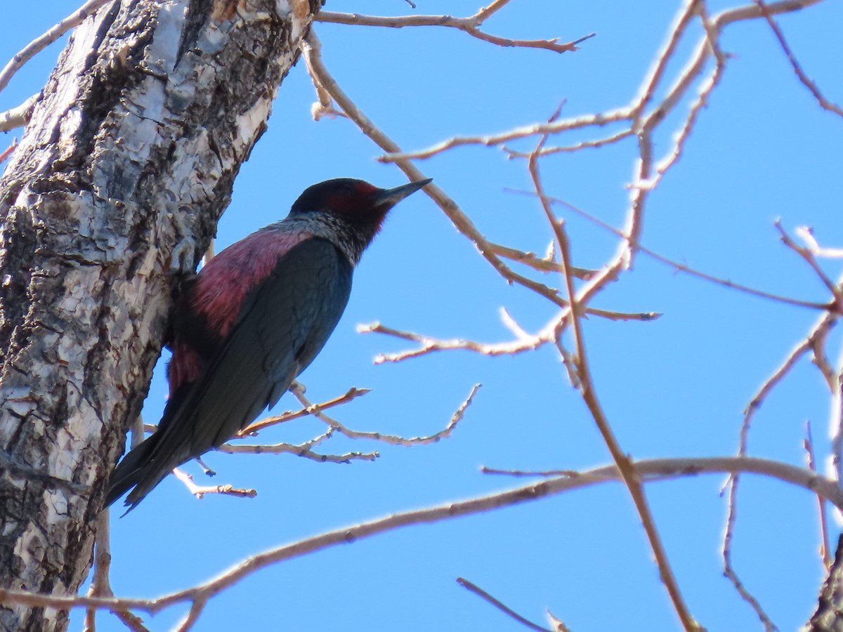 Lewis's Woodpecker - ML427308191