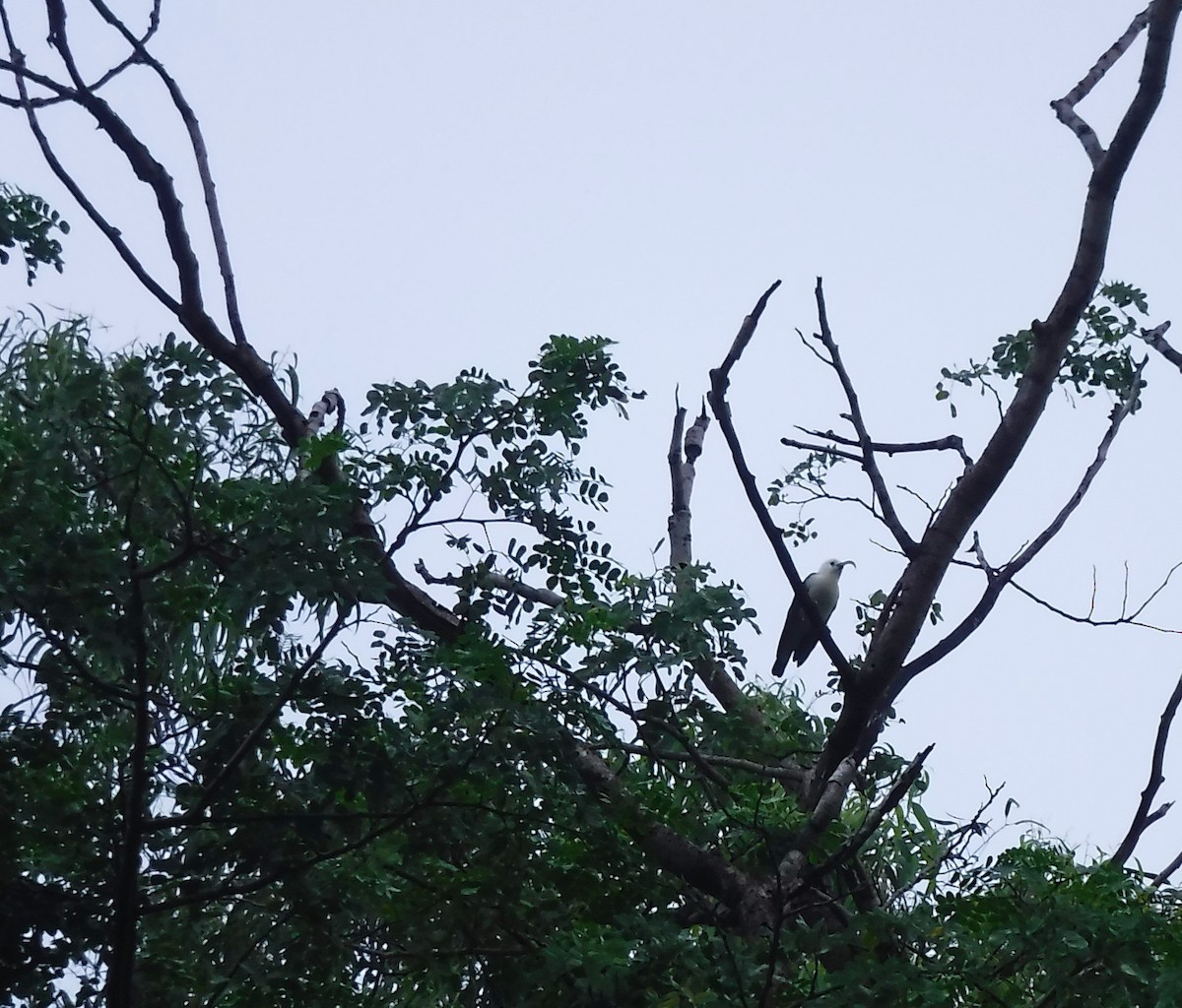 Sickle-billed Vanga - ML427308391
