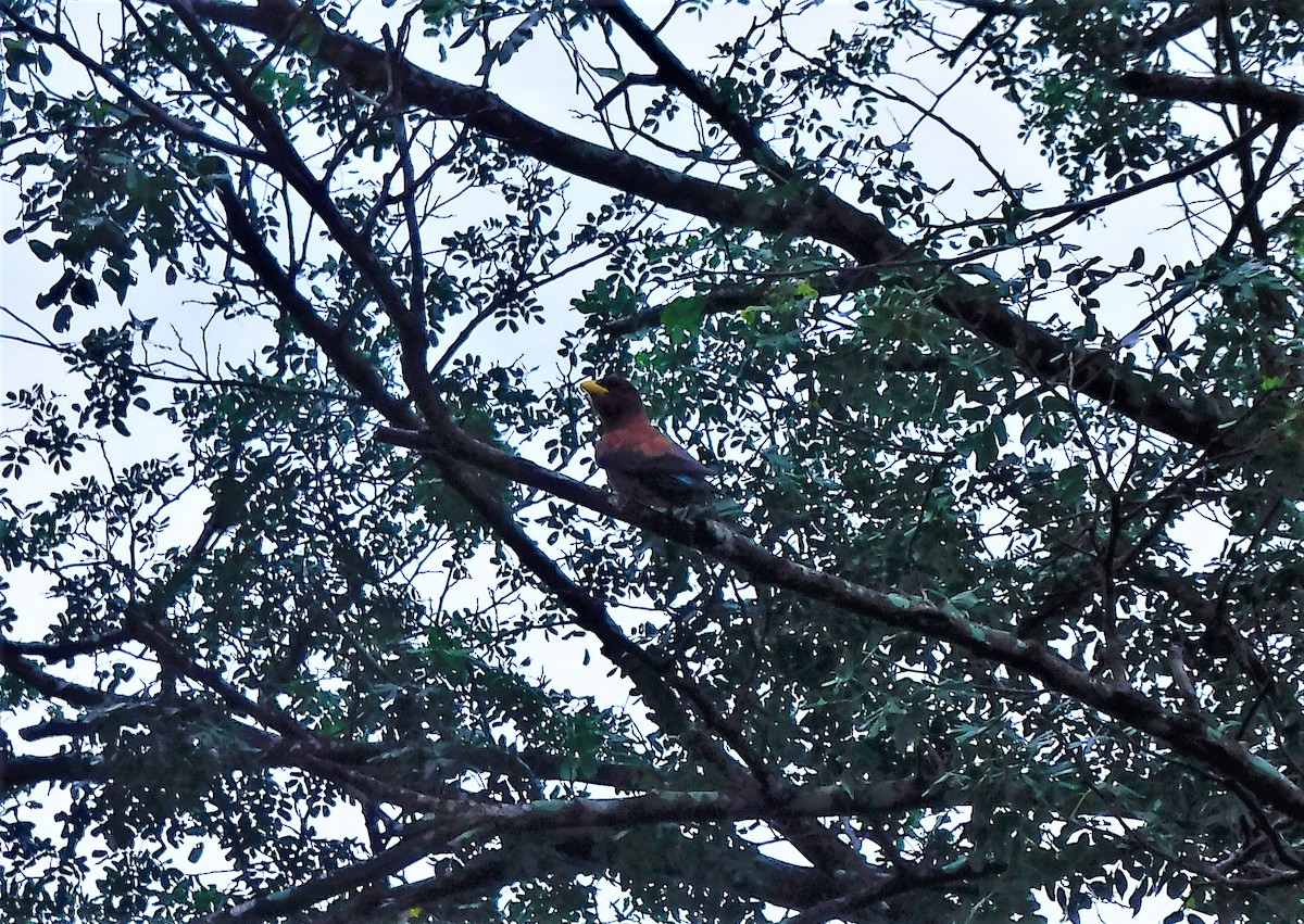 Broad-billed Roller - ML427309191