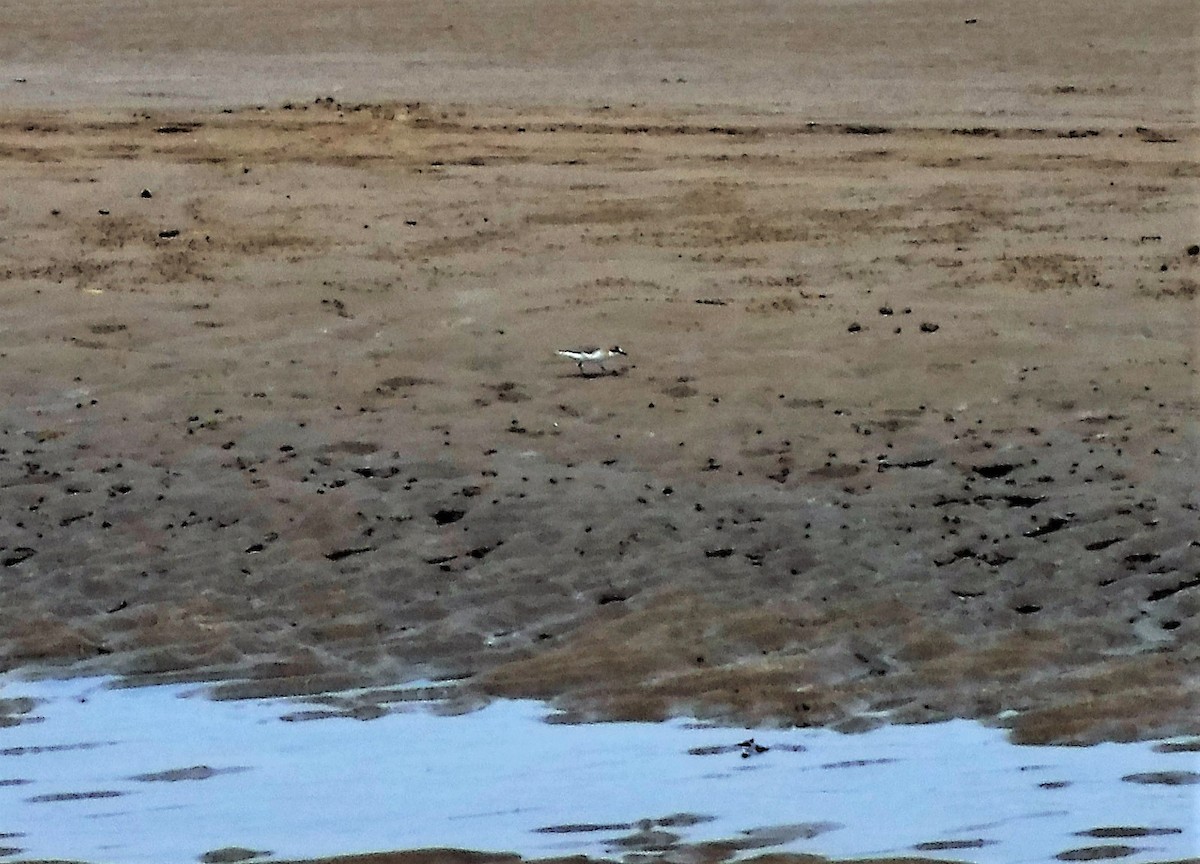 Greater Sand-Plover - ML427309311