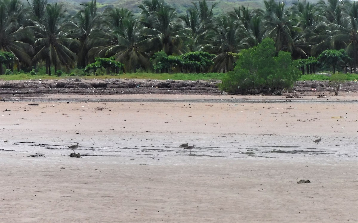 Eurasian Whimbrel - ML427309351