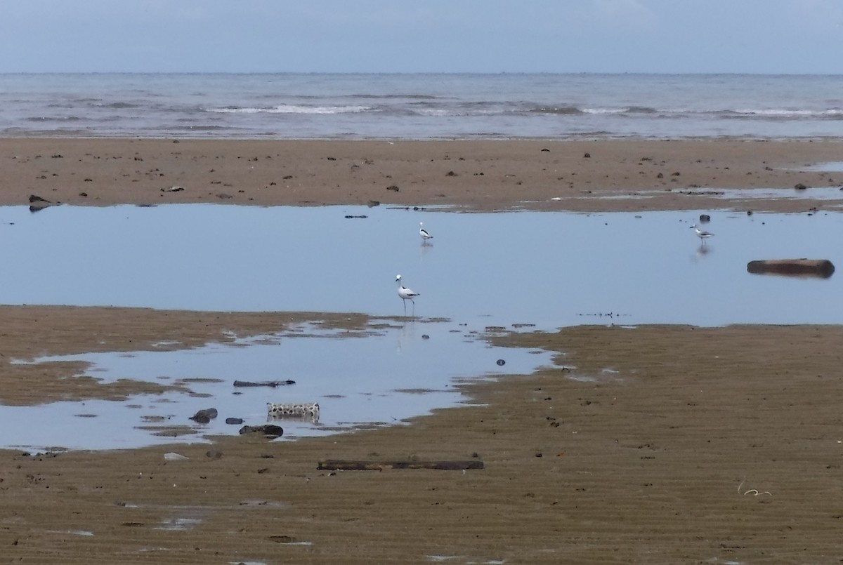 Crab-Plover - ML427309391