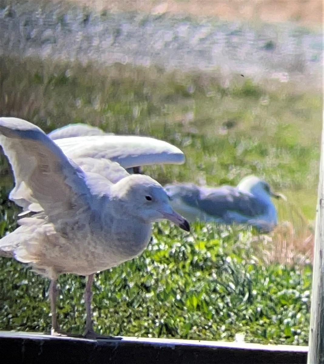 Glaucous Gull - ML427311161