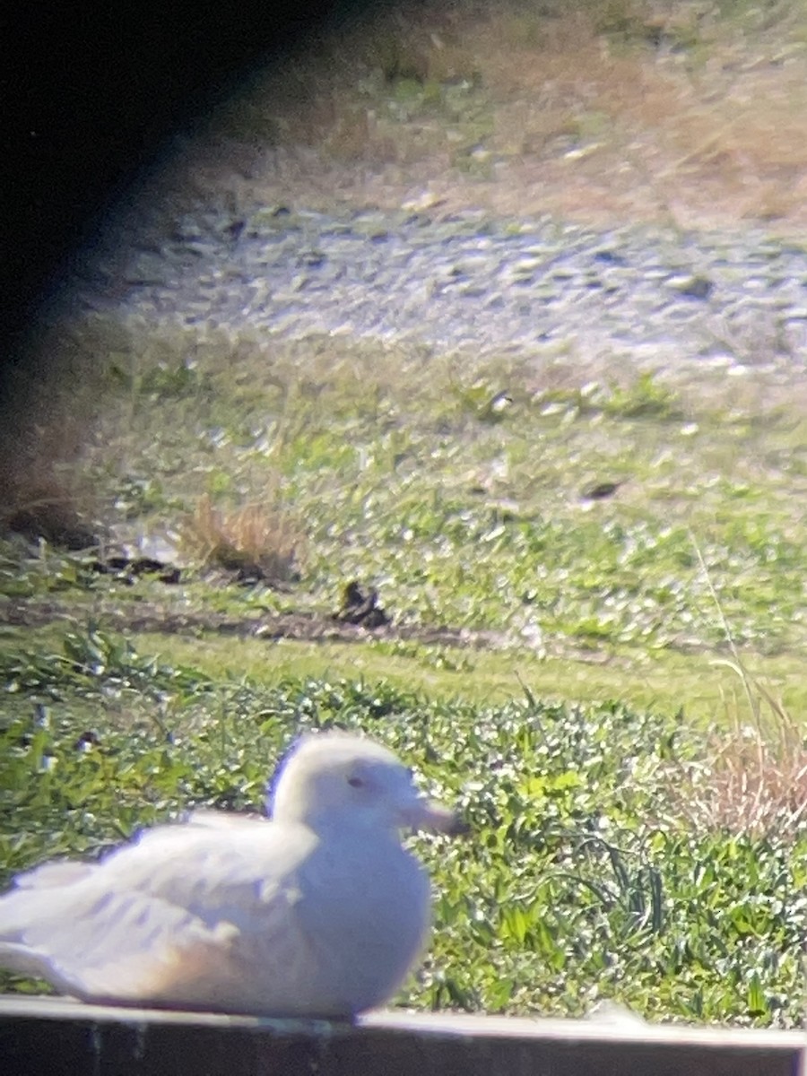 Glaucous Gull - ML427311211